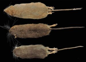 Descubren nueva especie de roedor en Perú: Daptomys nunashae