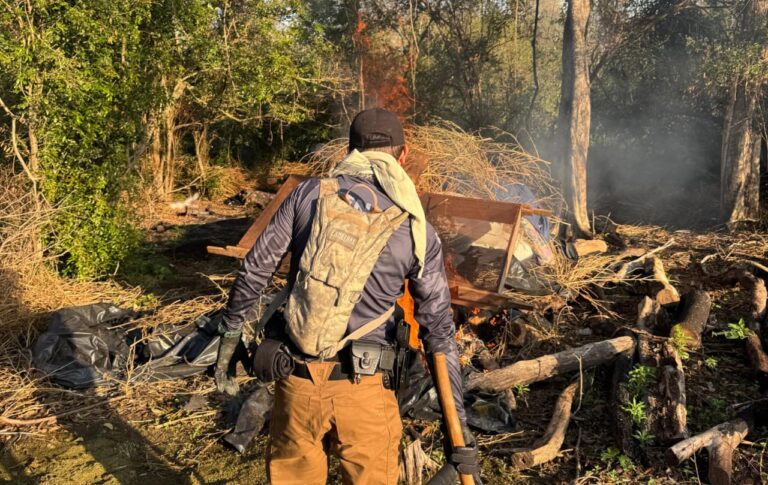 Destruyen más de 40 toneladas de marihuana en el Parque Nacional Paso Bravo