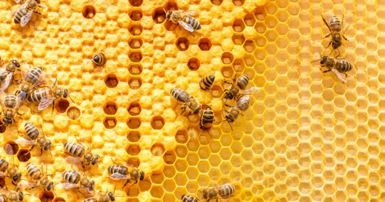 Por qué las abejas son esenciales para los ecosistemas: importancia y beneficios