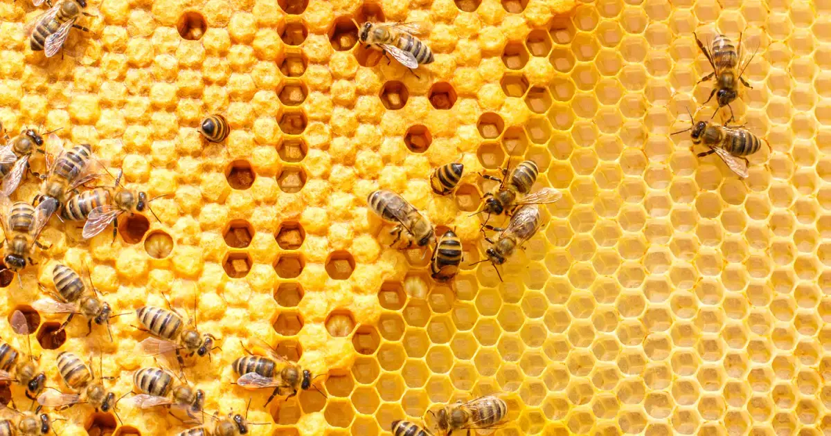 Por qué las abejas son esenciales para los ecosistemas: importancia y beneficios