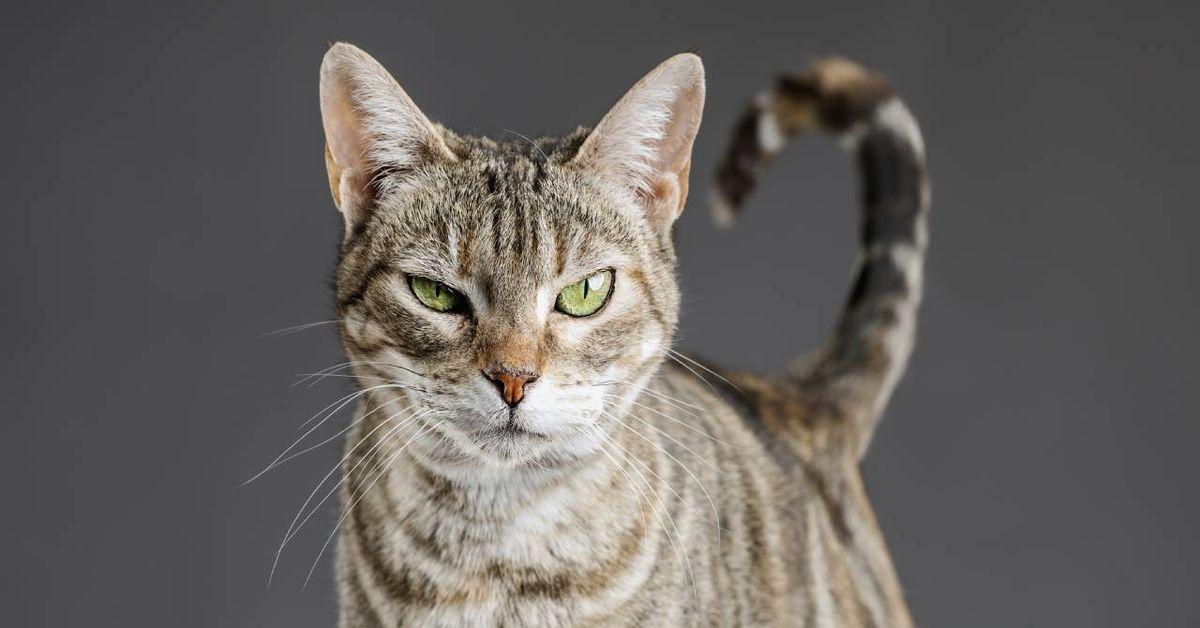 ¿Qué piensan los gatos de nosotros? Ciencia, lenguaje y vínculo