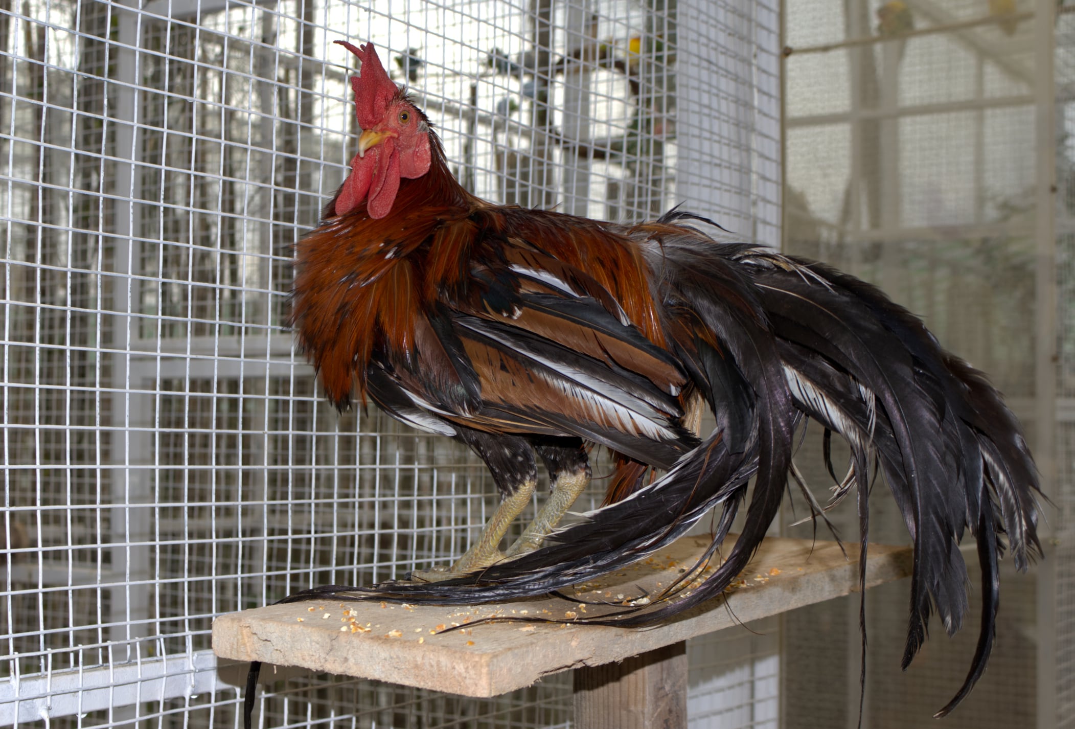 El gallo onagadori: la rara mutación que hace crecer colas de hasta ocho metros