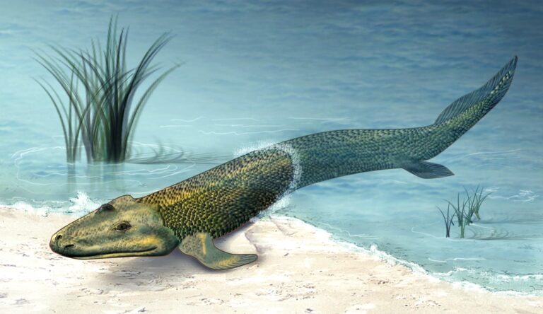 Descubrimientos sobre Archaeopteryx y Tiktaalik transforman nuestra comprensión de la evolución
