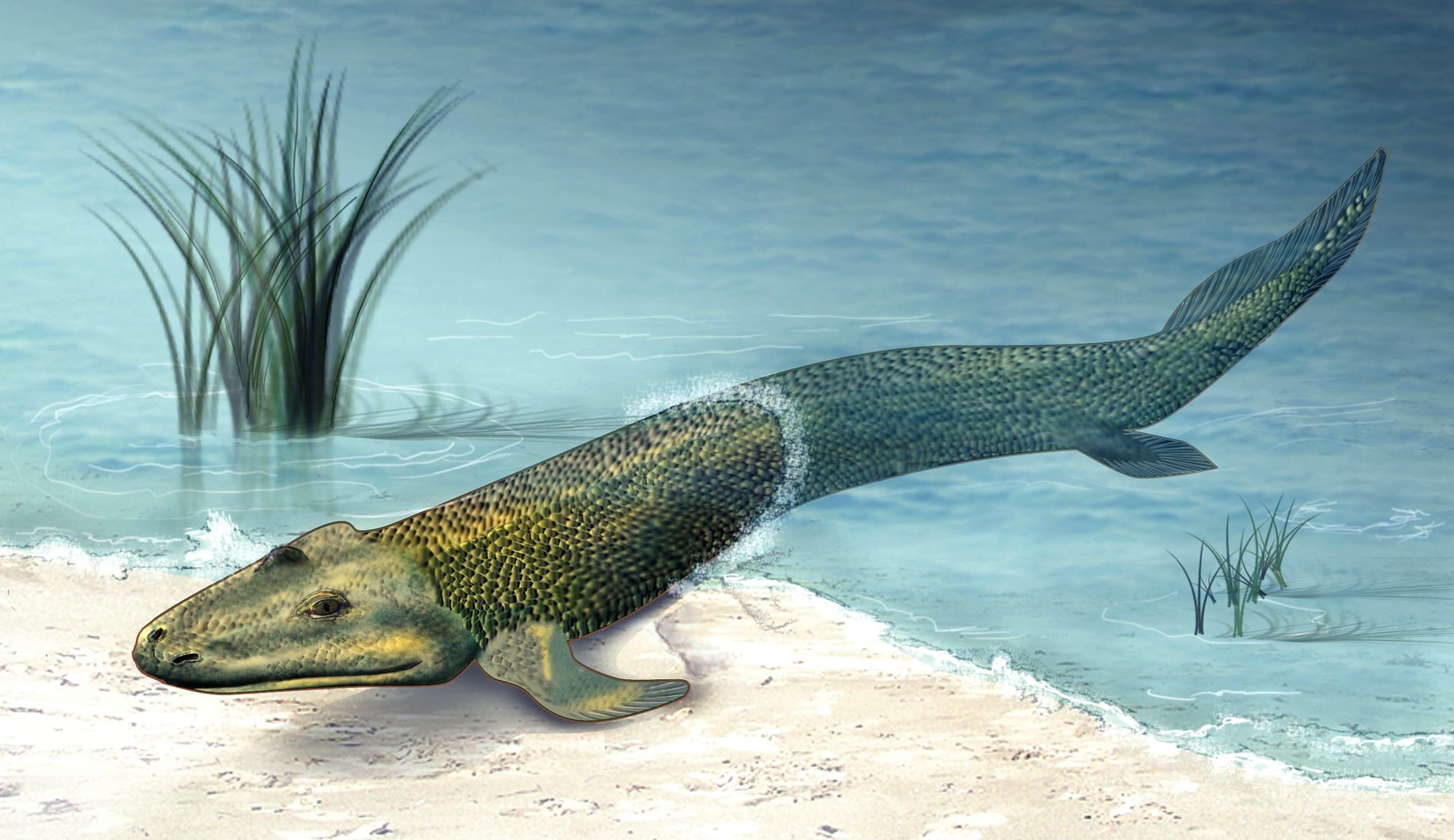 Descubrimientos sobre Archaeopteryx y Tiktaalik transforman nuestra comprensión de la evolución