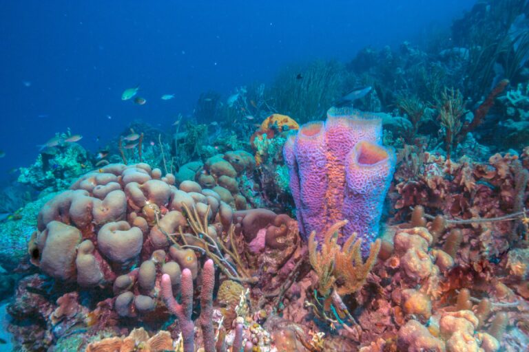 Hallazgos en roca: el MIT revela que las esponjas fueron de los primeros animales