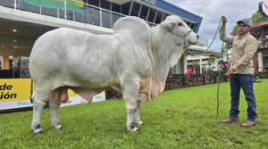 TEO FIV DE 1.275 Kg EL TORO MÁS PESADO DE EXPOCRUZ 2025: Cabaña Santa Bárbara, tiene 30 meses de edad