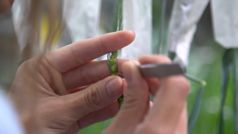 ¿Protector solar para cultivos? Con ingeniería genética, una AgTech interviene en la fotosíntesis para que a la planta tome sol “sin miedo” y aproveche hasta la última gota de energía