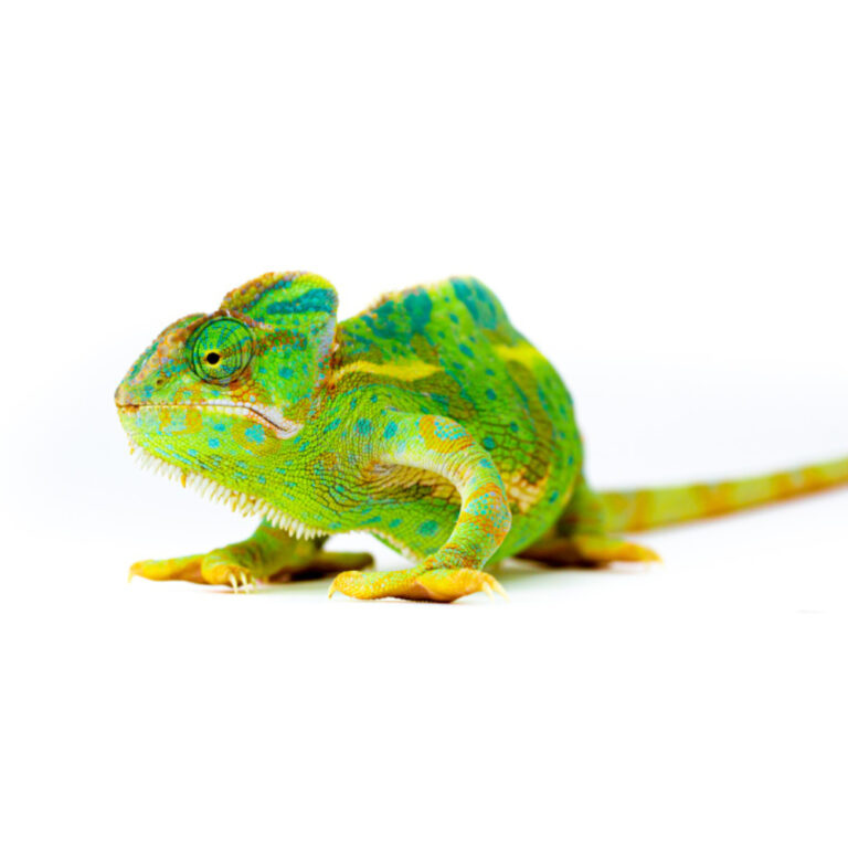 Ficha de cuidados de los camaleones: La guía más completa para tutores responsables