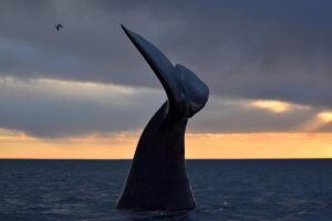 Día Nacional de la Ballena Franca Austral, la guardiana gigante de nuestros mares necesita más protección