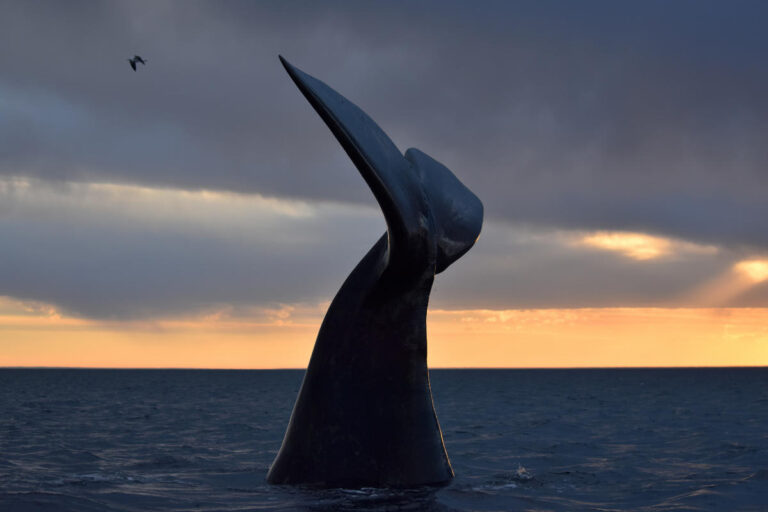 Día Nacional de la Ballena Franca Austral, la guardiana gigante de nuestros mares necesita más protección