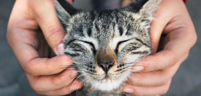 ¿Cuántos años humanos tiene tu gato? Descubre la equivalencia real y nuestra calculadora