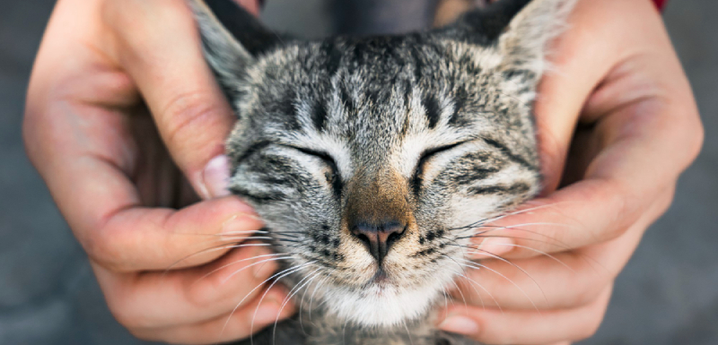 ¿Cuántos años humanos tiene tu gato? Descubre la equivalencia real y nuestra calculadora