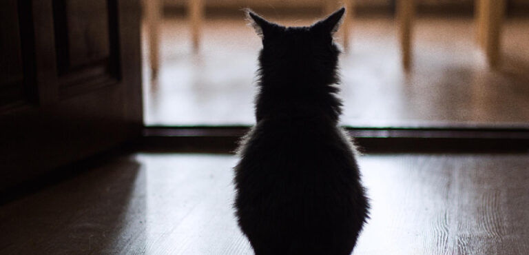 Ansiedad por separación en gatos: Cómo detectarla y ayudar a tu felino tras las vacaciones