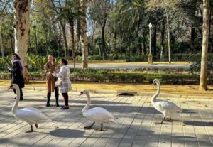 Gripe aviar en Sevilla: focos, cierres y protocolo en marcha