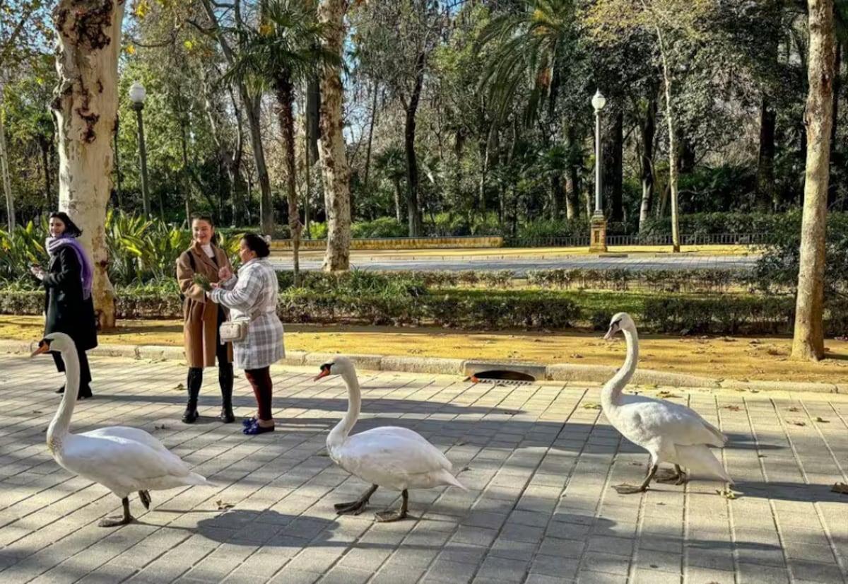 Gripe aviar en Sevilla: focos, cierres y protocolo en marcha