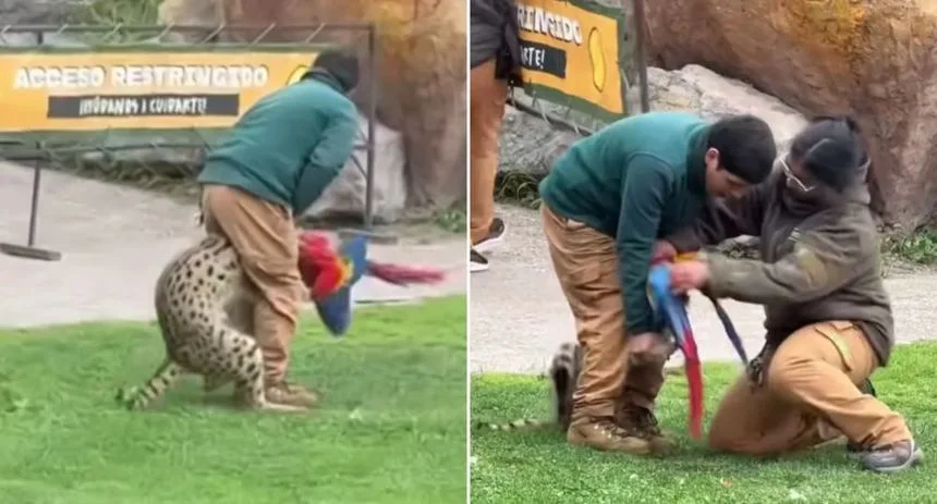 Murió una guacamaya tras ser atacada por un felino durante exhibición en zoológico de Chile