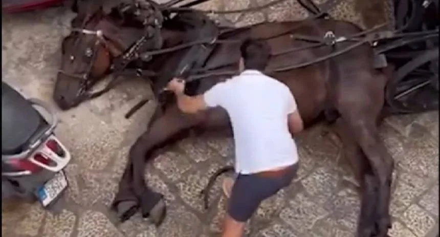Caballo se desplomó mientras paseaba a una familia en España