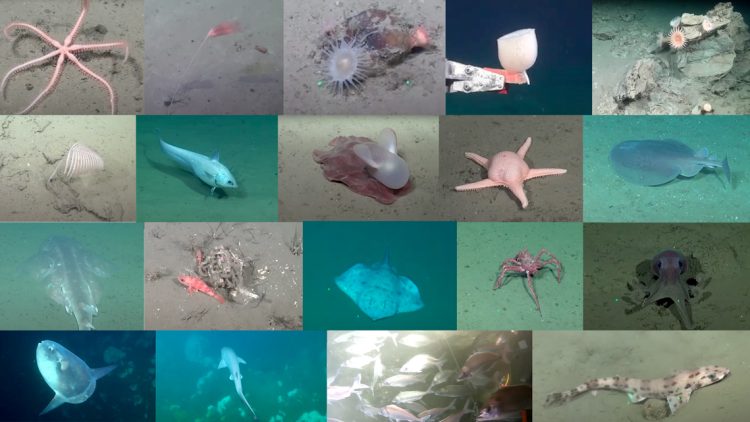 Misterios del océano profundo: los hallazgos más sorprendentes de la expedición SUB200 en Uruguay