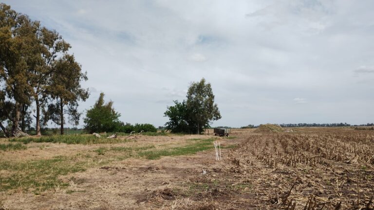 En la Facultad de Agronomía ya estudian sobre la “labranza ocasional”, aunque advierten que por si sola esa práctica no resuelve el problema de las malezas resistentes