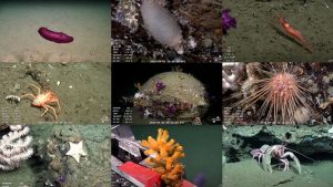 Nuevos hallazgos en la expedición Sub200: “Cookie star” y pepino de mar a casi 2.500 metros