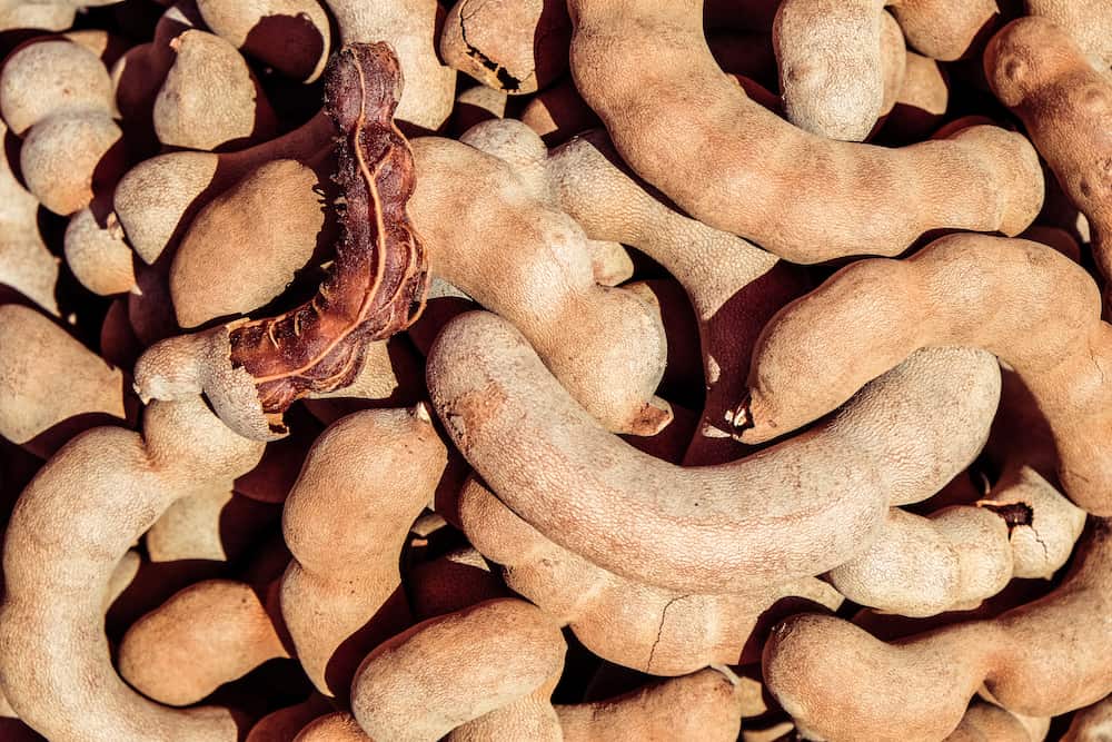 Tamarindo: qué es, cómo se come y por qué todos hablan de esta fruta agridulce Tamarindo: qué es, cómo se come y por qué todos hablan de esta fruta agridulce