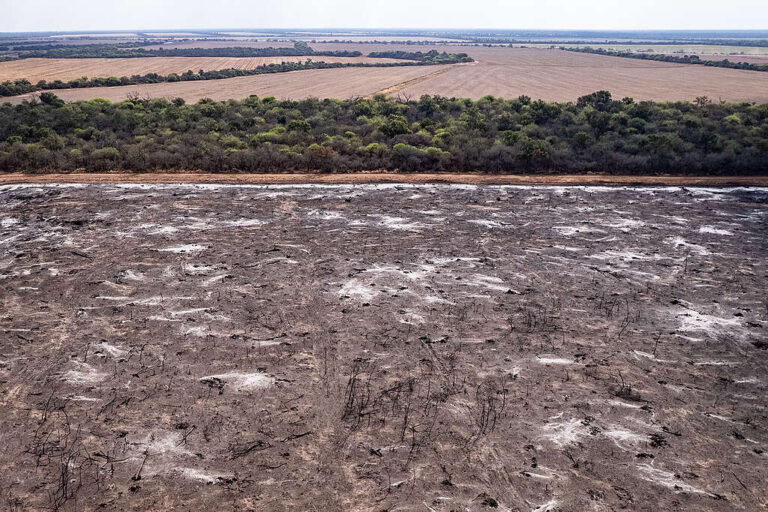 Greenpeace documentó desmontes en Salta: más de 10.000 hectáreas arrasadas en lo que va del año