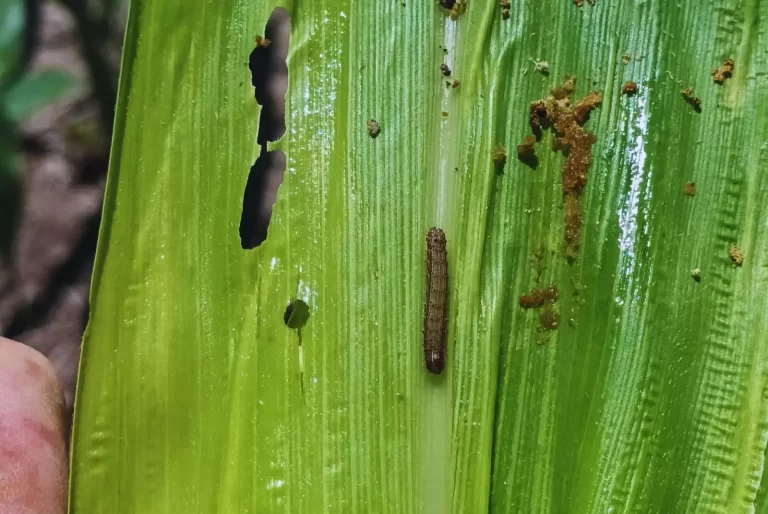 Alerta agronómica: El gusano cogollero venció la resistencia y aparecen ataques a lotes de maíz en Santa Fe