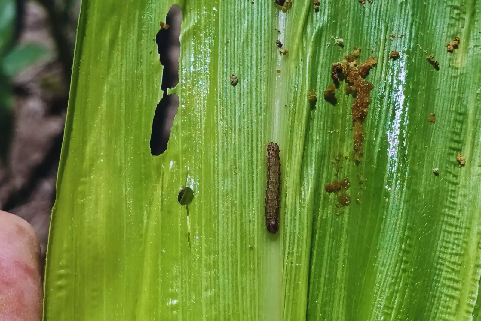 Alerta agronómica: El gusano cogollero venció la resistencia y aparecen ataques a lotes de maíz en Santa Fe Alerta agronómica: El gusano cogollero venció la resistencia y aparecen ataques a lotes de maíz en Santa Fe