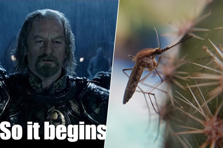 Por primera vez en la historia hay mosquitos en Islandia. Y se suponía que hasta ahí no podían llega