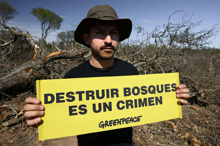 Greenpeace denuncia que Madera Dura del Norte sigue deforestando en Santiago del Estero: 30.000 hectáreas en dos décadas