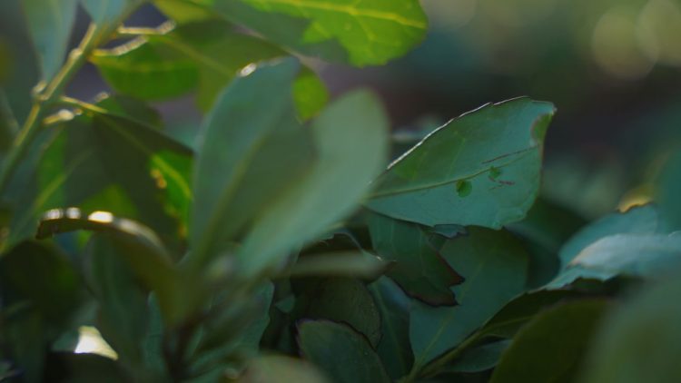 En Uruguay se consolida la producción de yerba mate en ambientes naturales, climas estables y abundante vegetación autóctona