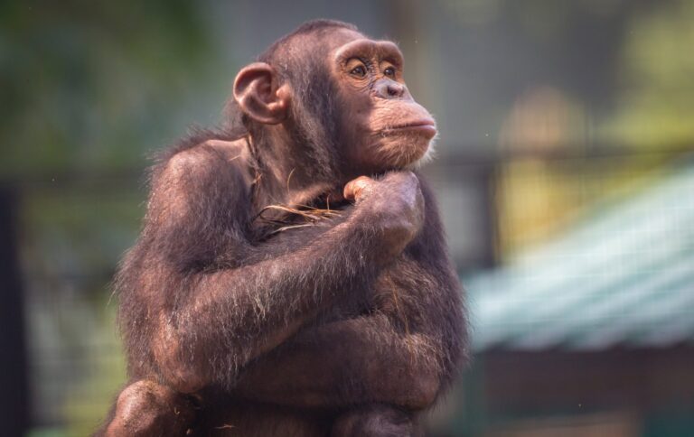 Descubren que los chimpancés pueden cambiar de opinión como los humanos