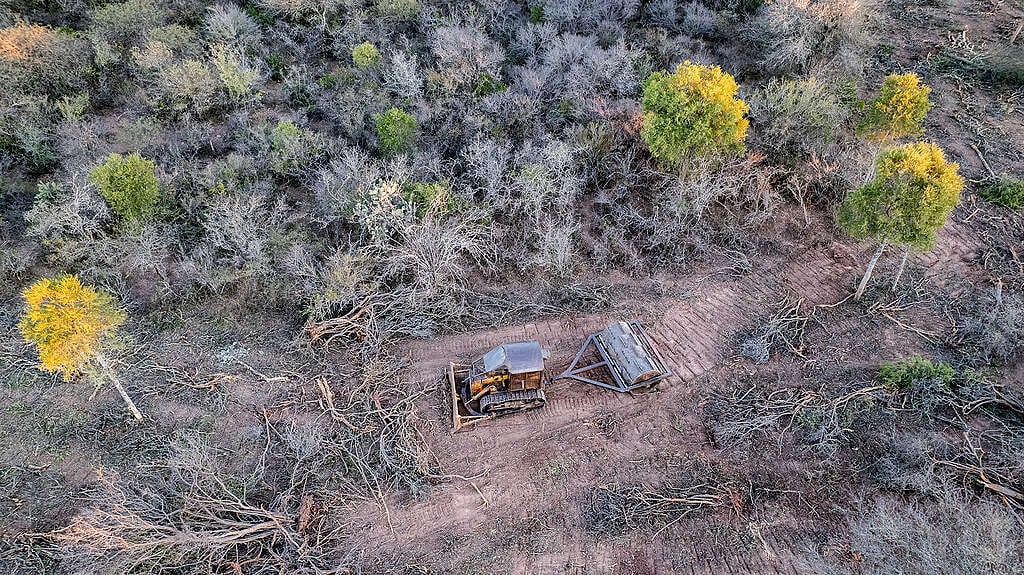 Greenpeace alerta por el desfinanciamiento de la Ley de Bosques y la falta de brigadistas para combatir incendios