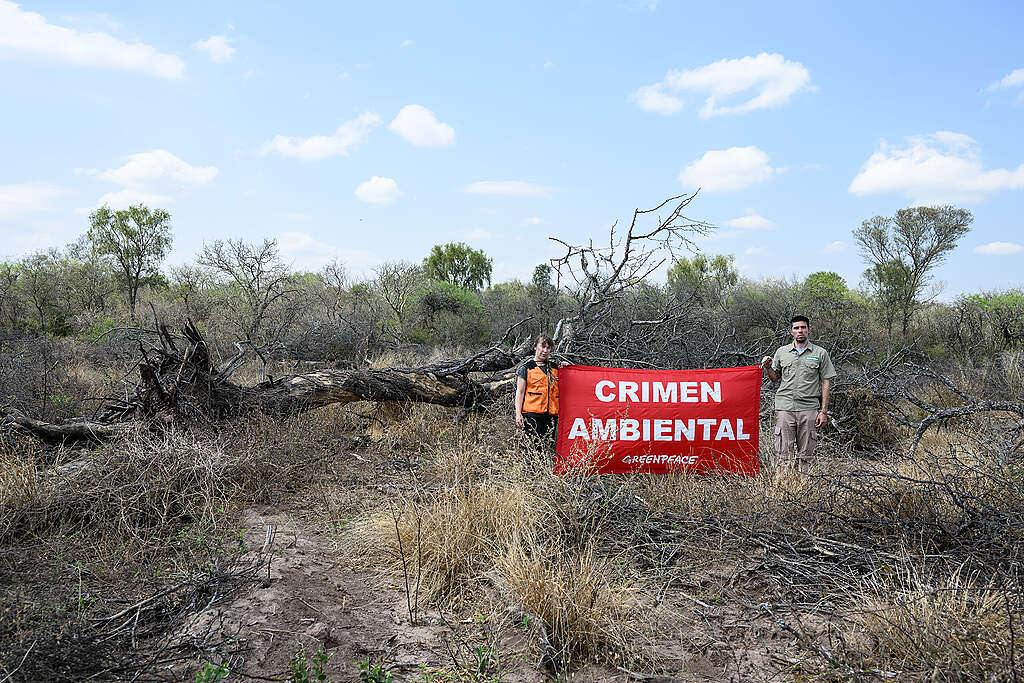 El 80% de los argentinos cree que el gobierno debería hacer más contra la deforestación El 80% de los argentinos cree que el gobierno debería hacer más contra la deforestación