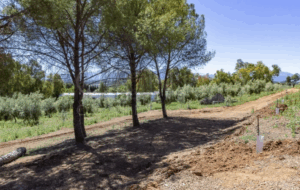 El cortijo que está a 50 minutos de Málaga perfecto para vivir: 587m² y 900.000 euros