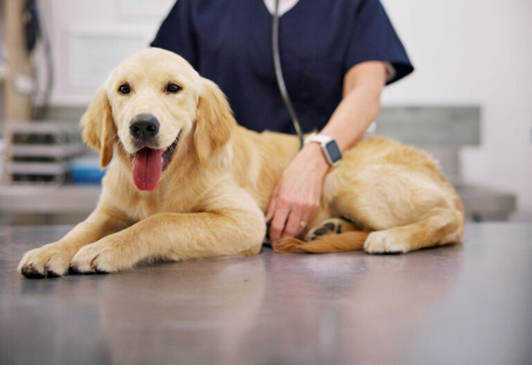 ¿Qué hacer si mi perro tiene diarrea?