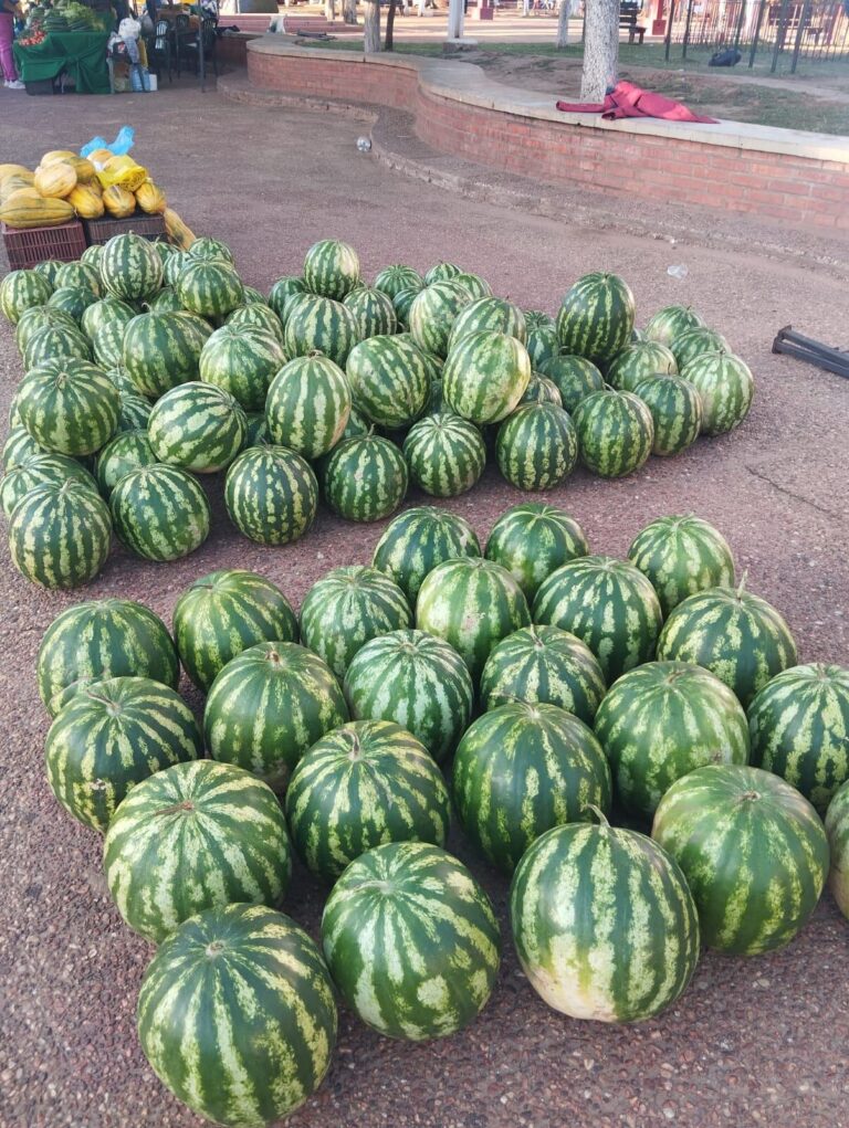 Concepción: primeras partidas de sandía en feria campesina