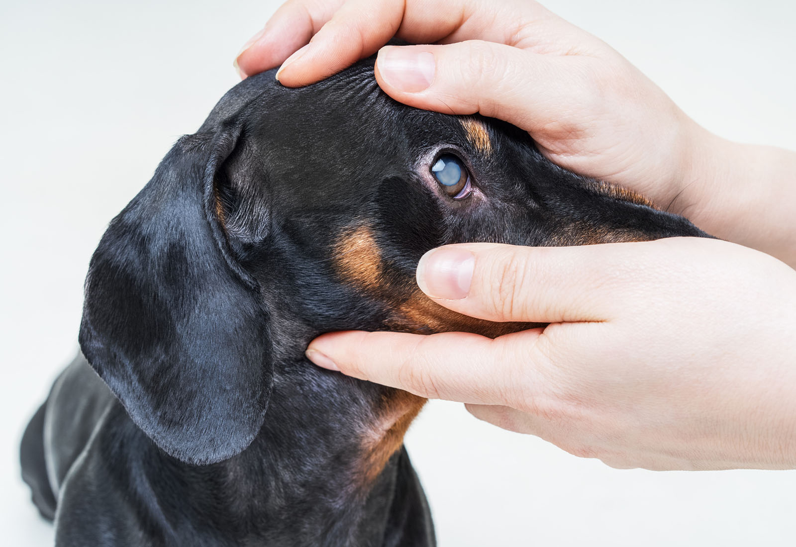 Glaucoma en perros: síntomas y tratamiento Glaucoma en perros: síntomas y tratamiento