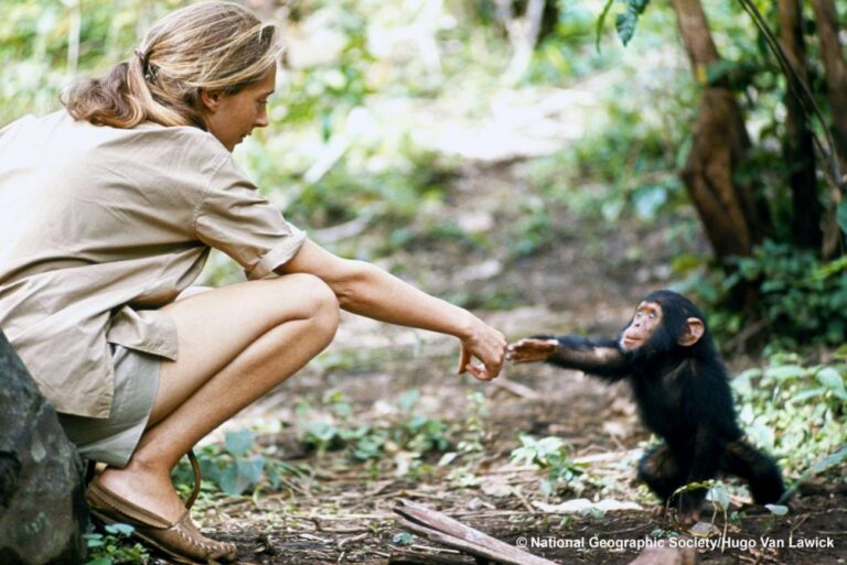 Muere Jane Goodall, pionera en el estudio de los chimpancés y referente mundial en conservación