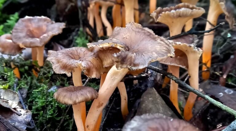 Excelentes previsiones para la temporada de setas en Lleida