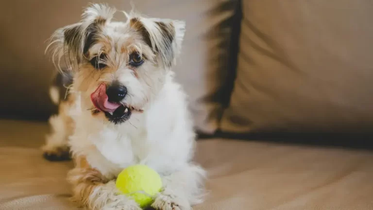 ¿Pueden los perros aprender a hablar? Esto dice la ciencia