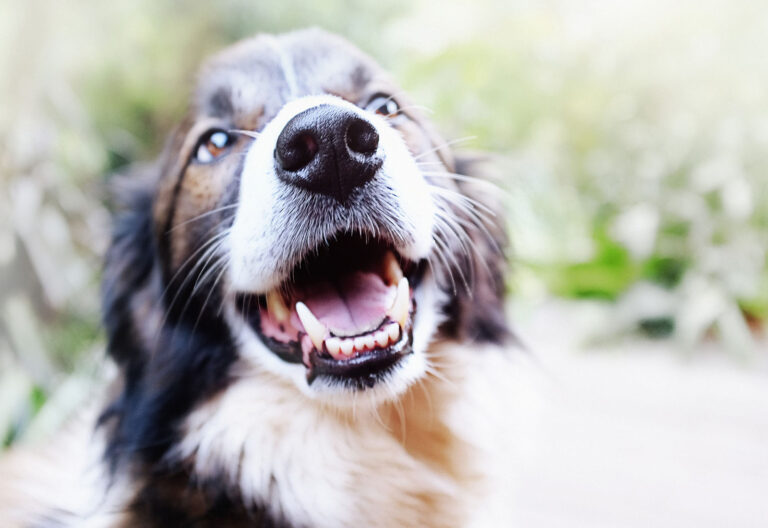 ¿Cómo eliminar el mal aliento en perros?