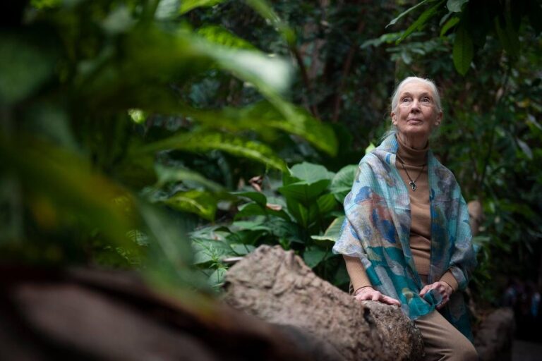 Jane Goodall, primatóloga y defensora de los chimpancés