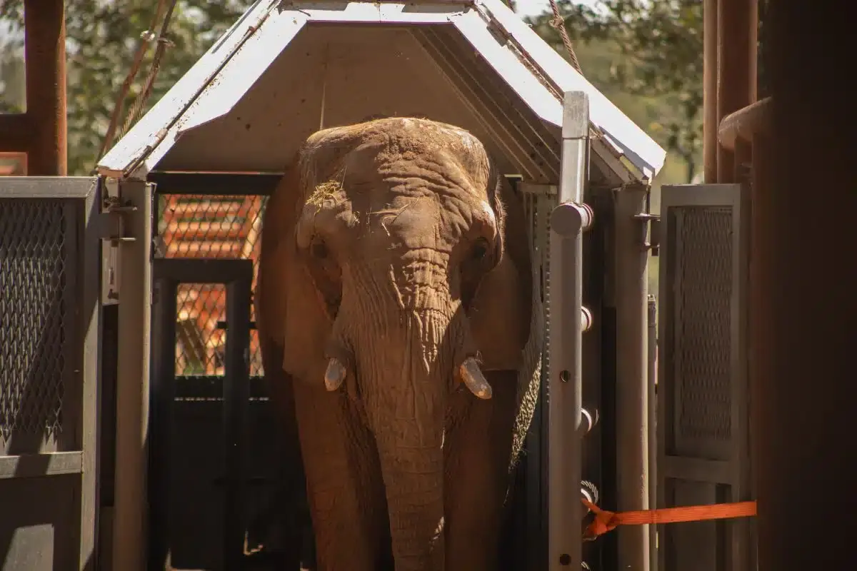 Murió Pupy, la elefanta trasladada desde Argentina al Santuario de Brasil