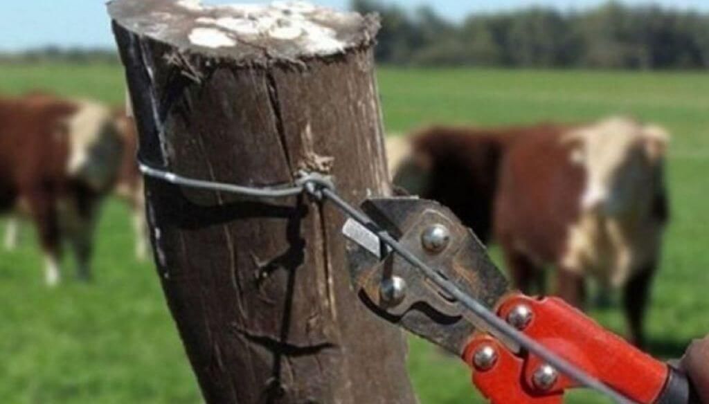 A la Asociación Rural del Uruguay /Le preocupa el resurgimiento de los abigeatos A la Asociación Rural del Uruguay /Le preocupa el resurgimiento de los abigeatos