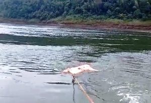 Hallan cadáver de un hombre dentro de una bolsa flotando en el río Paraná Hallan cadáver de un hombre dentro de una bolsa flotando en el río Paraná