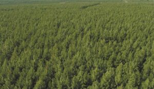 Controles en el Parque Provincial Piñalito por extracción y carga forestal