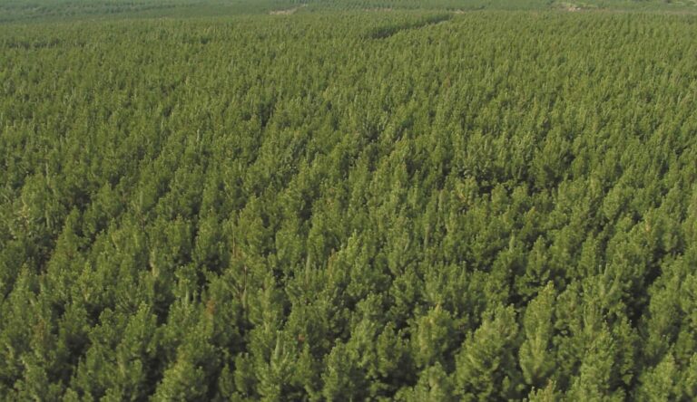 Controles en el Parque Provincial Piñalito por extracción y carga forestal