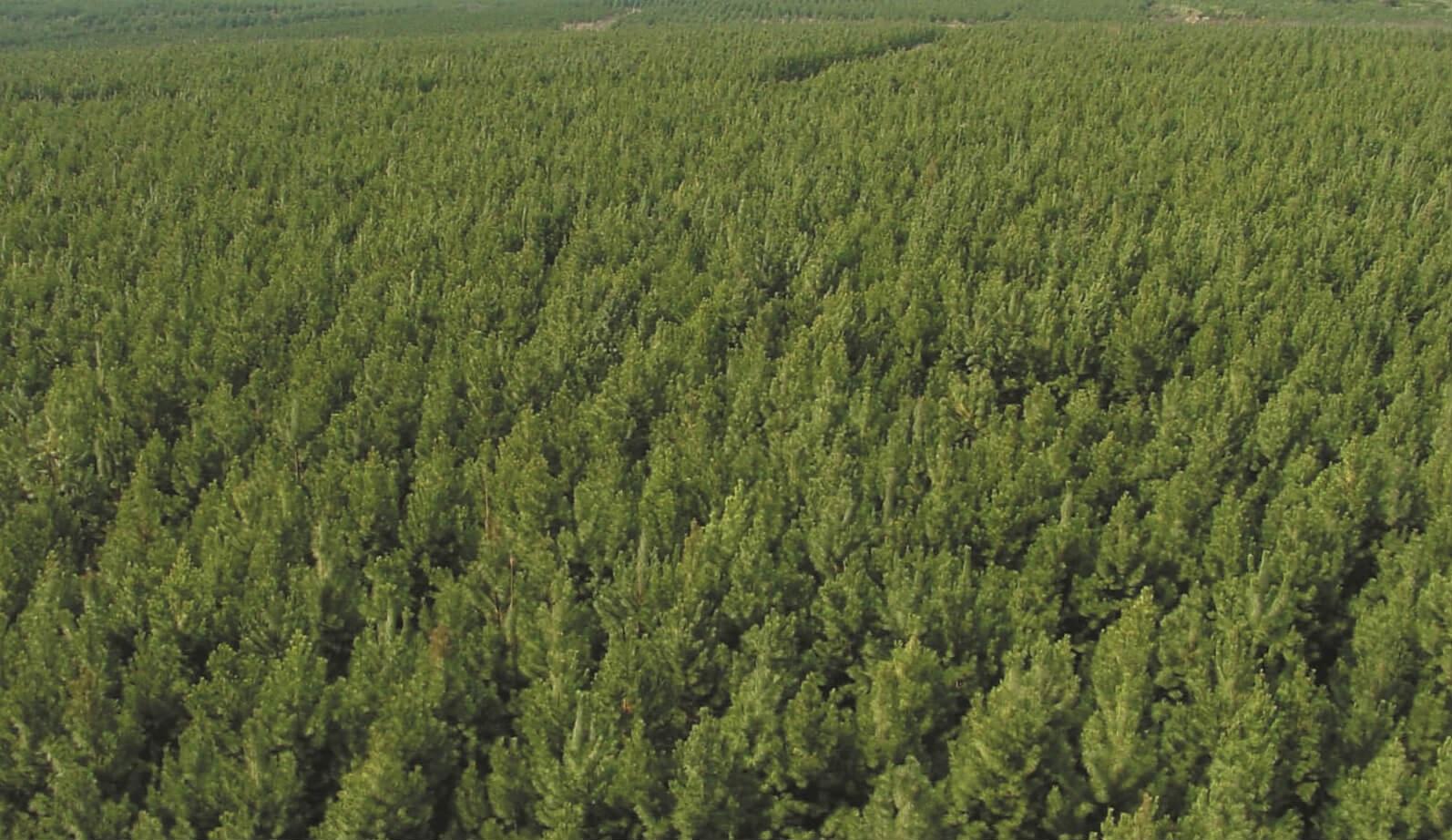 Controles en el Parque Provincial Piñalito por extracción y carga forestal