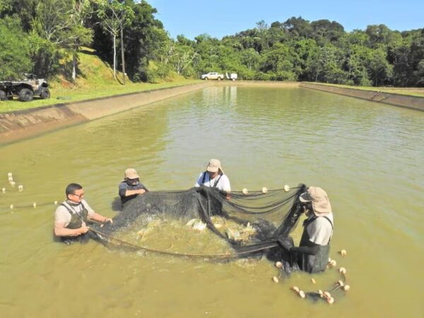 El MAG impulsa la cría de peces como alternativa atractiva ante la veda pesquera